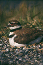 Killdeer on eggs - Photograph by Tony Florio