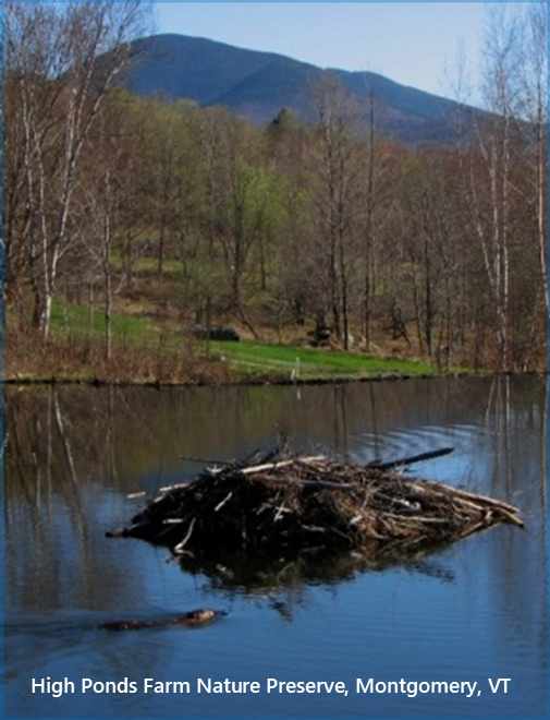 Beaver Pond, High Ponds Farm Nature Preserve, Montgomery, Vermont