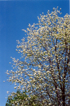 Cherry Blossoms - Photo by Rolf Anderson