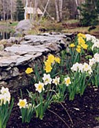 Narcissi at Bear Paw Pond
